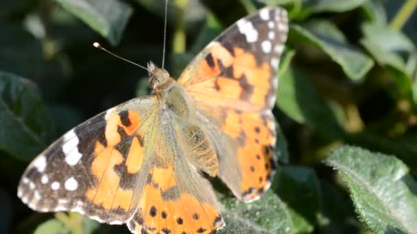 Mariposa Tiro Flores — Vídeos de Stock