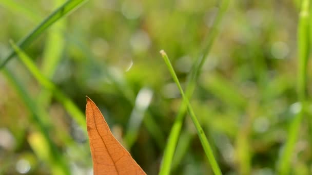 Hoja Otoño Sobre Hierba Verde Macro Primer Plano — Vídeo de stock