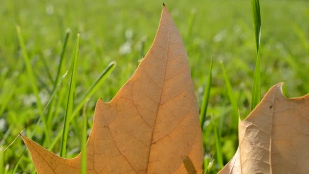 Φύλλα Φθινοπώρου Πράσινο Γρασίδι Μακροεντολή Closeup — Αρχείο Βίντεο