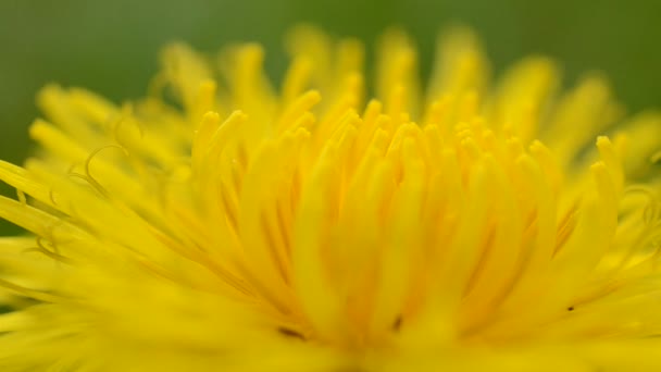 Macro Dente Leão — Vídeo de Stock