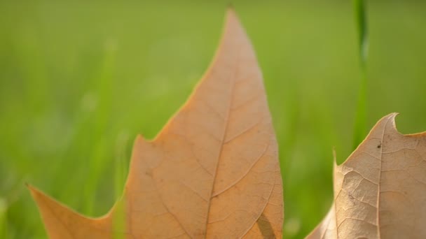 緑の草の上の秋の葉 マクロの閉鎖 — ストック動画