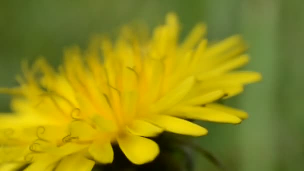 Macro Diente León — Vídeos de Stock