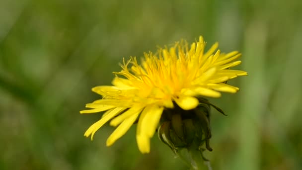 Macro Diente León — Vídeo de stock