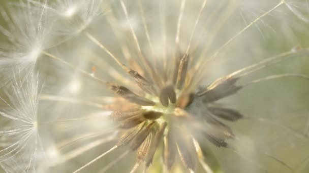 Makro Eines Löwenzahns — Stockvideo