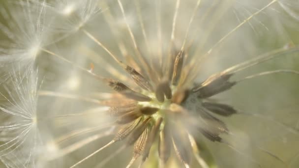 Macro Dandelion — Stock Video