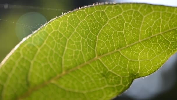 Leaf Macro Стрельба Осенью — стоковое видео