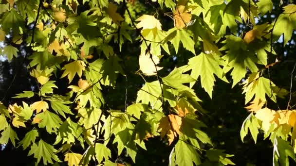 Folhas Outono Sob Céu Azul Ensolarado — Vídeo de Stock