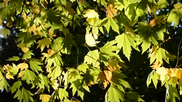 Осенние Листья Солнечным Голубым Небом — стоковое видео