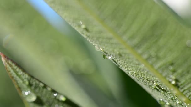Fresh Grass Dew Drops Close — Stock Video