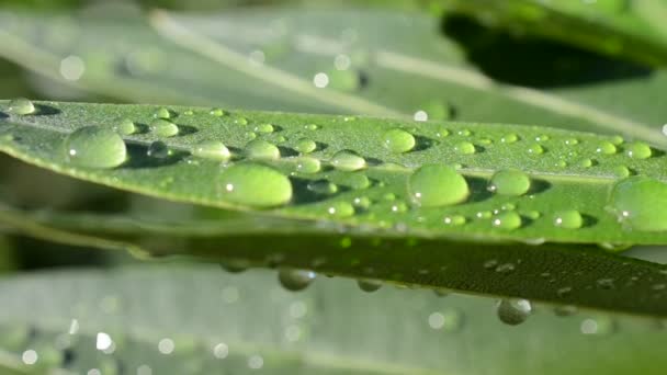 Fresh Grass Dew Drops Close — Stock Video