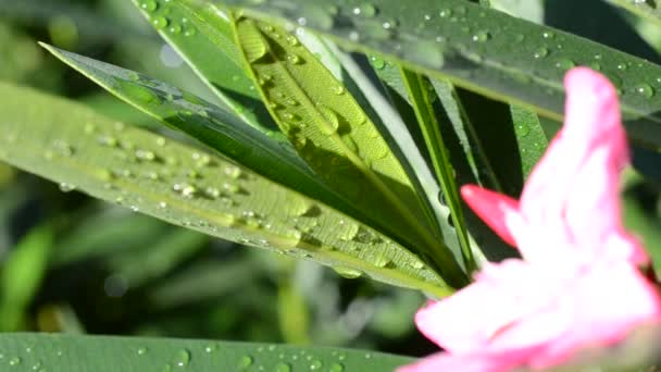 Fresh Grass Dew Drops Close — Stock Video