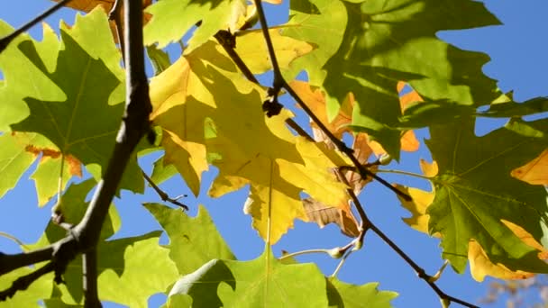 Foglie Autunnali Sotto Cielo Azzurro Soleggiato — Video Stock