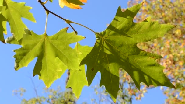 秋天的树叶在阳光明媚的蓝天下 — 图库视频影像