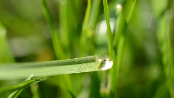 Vers Gras Met Dauwdruppels Van Dichtbij — Stockvideo