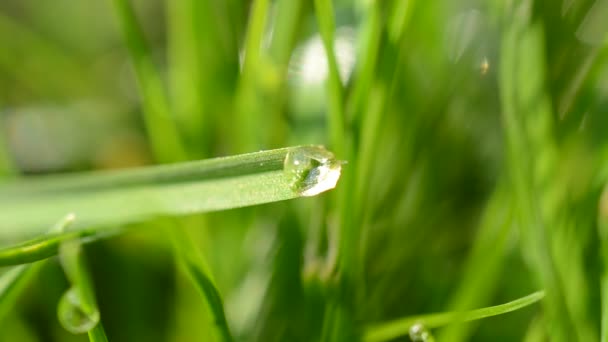 Hierba Fresca Con Gotas Rocío Cerca — Vídeos de Stock