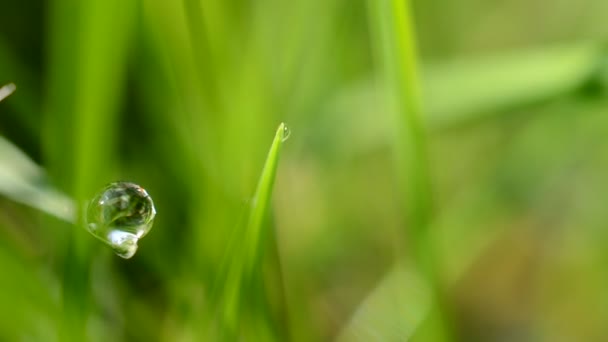 Fresh Grass Dew Drops Close — Stock Video