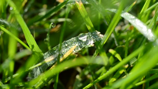 Fresh Grass Dew Drops Close — Stock Video