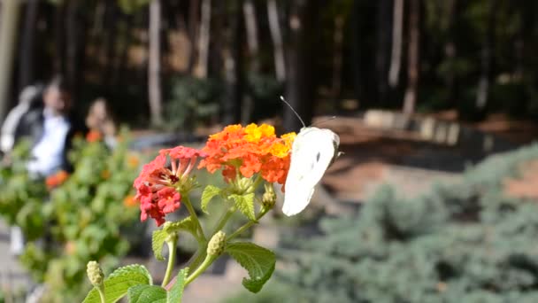 Mariposa Flores Tiro Flores — Vídeos de Stock