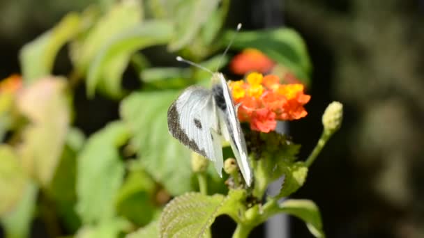 Sommerfugl Blomster Skyting Blomster – stockvideo