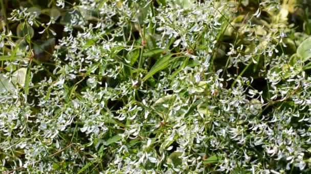 Des Parterres Fleuris Dans Parc — Video