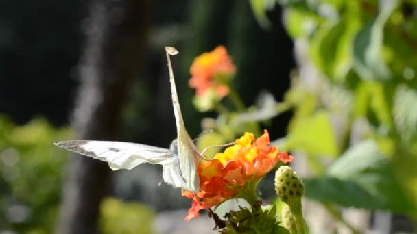 Vlinder Bloemen Schieten Van Bloemen — Stockvideo