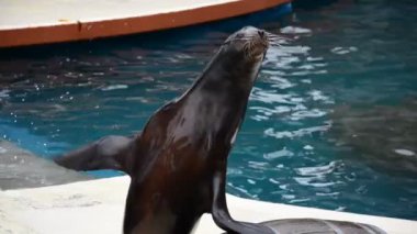Madrid hayvanat bahçesi, İspanya. İspanya 'da çekim.