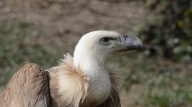 Madrid hayvanat bahçesi, İspanya. İspanya 'da çekim.