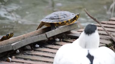 Buen Retiro Parkı. Madrid.