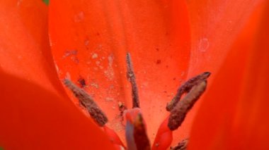 Bahar çiçekleri. Çiçek atıyoruz..