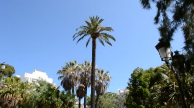 Cadiz 'de palmiye ağaçları. Cadiz şehri, İspanya, Endülüs. Cadiz 'de palmiye ağaçları