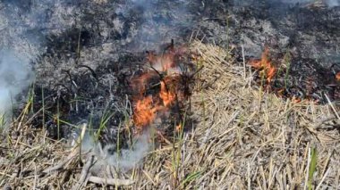 Ateş ve kül, ateş. İlkbaharda güçlü ateş.