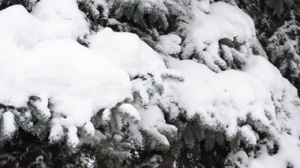 Winter Snowstorm City — Stock Video