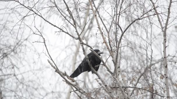 树枝上的乌鸦 — 图库视频影像