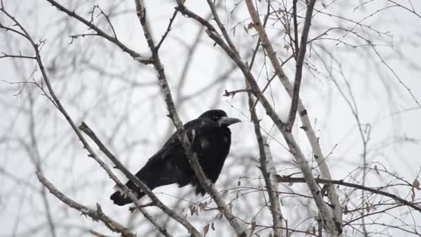 Crow Tree Branch — Stock Video