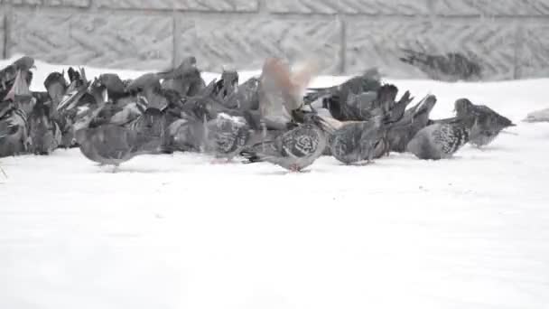 Zimní Sněhová Bouře Městě — Stock video