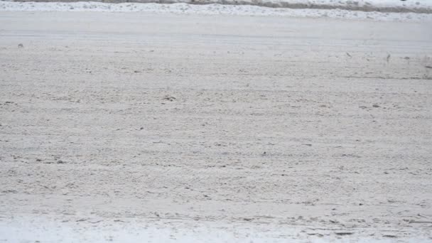 Inverno Tempestade Neve Cidade — Vídeo de Stock