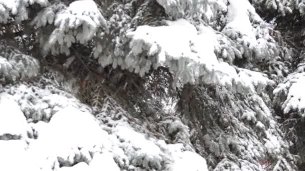 Hiver Tempête Neige Dans Ville — Video