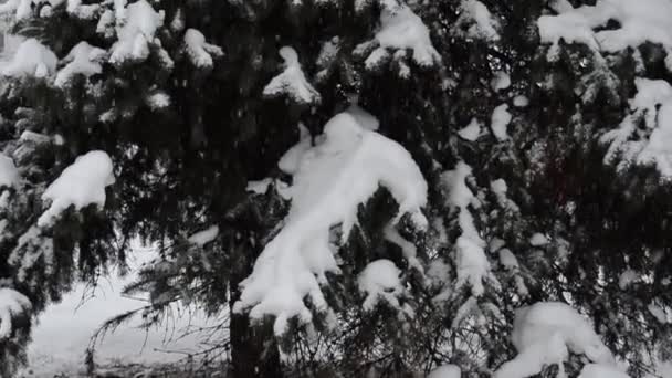 Winter Und Schneesturm Der Stadt — Stockvideo