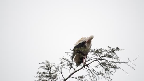 Des Cigognes Sur Arbre Madrid Espagne — Video