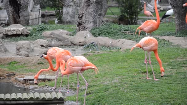 Madrid Hayvanat Bahçesi Spanya Spanya Çekim — Stok video