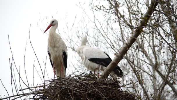 Des Cigognes Sur Arbre Madrid Espagne — Video