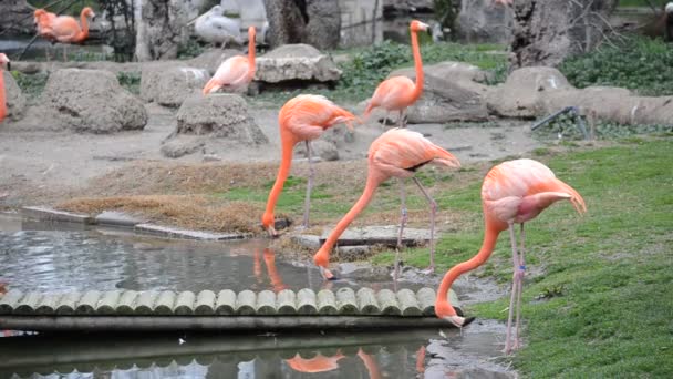 Madrids Zoo Spanien Fotografering Spanien — Stockvideo