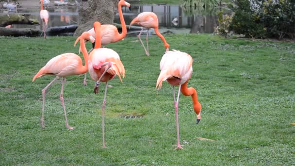 Jardim Zoológico Madrid Espanha Tiro Espanha — Vídeo de Stock