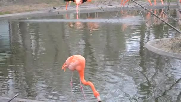 Jardim Zoológico Madrid Espanha Tiro Espanha — Vídeo de Stock