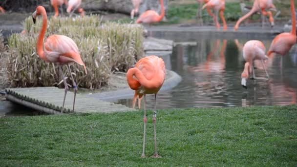 Zoológico Madrid España Tiro España — Vídeos de Stock