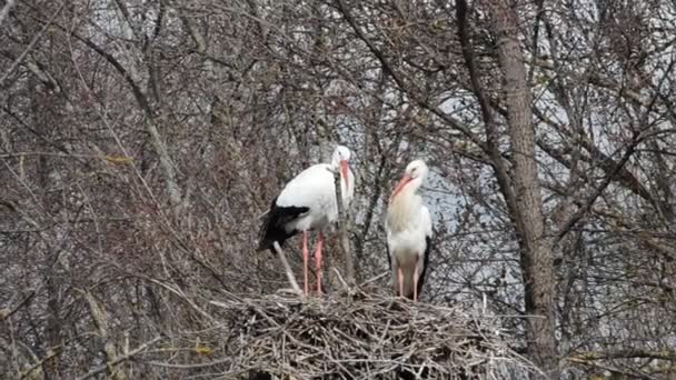 Cigogne Dans Nid — Video