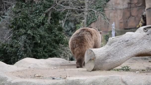 Jardim Zoológico Madrid Espanha Tiro Espanha — Vídeo de Stock