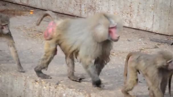 Zoo de Madrid, Espagne. Tournage en Espagne .