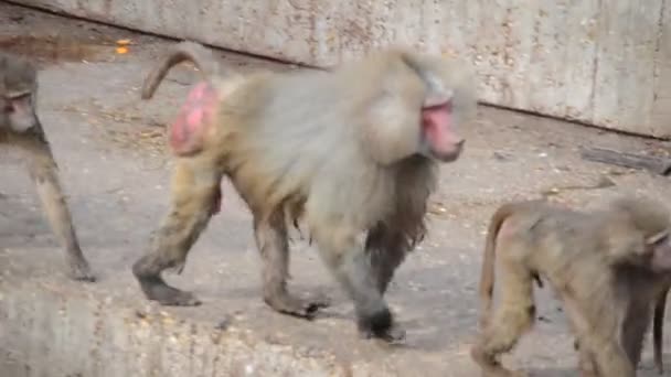 Madridská Zoo Španělsko Natáčení Španělsku — Stock video