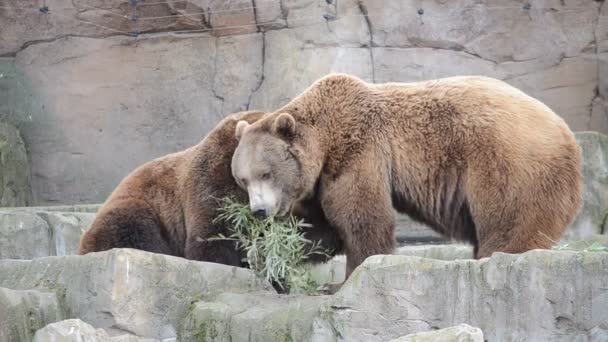 スペインのマドリード動物園 スペインでの射撃 — ストック動画